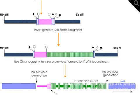 Gene Construction Kit-DNA分析软件