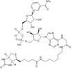 R&D/安迪生物 Biotin-NAD+ 6573/131U