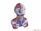 头颈胸静脉回流模型