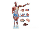 人體全身肌肉附內臟模型
