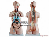 无性躯干模型20件85CM