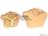 中心静脉穿刺插管模型