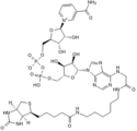 R&D/安迪生物 Biotin-NAD+ 6573/131U