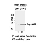 Rap1-GTP 小鼠单抗/NewEast Biosciences/现货
