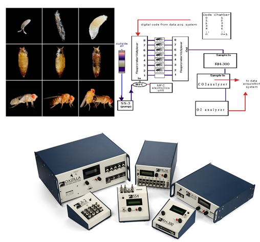 SSI果蝇呼吸代谢与活动观测系统