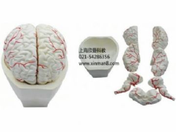 脑及脑动脉模型