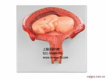 四个月胎儿模型