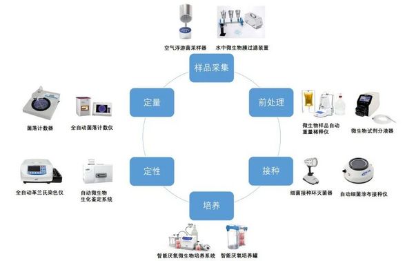 新发现：细菌中的“巨人族”