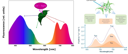 FluorTron?多功能高光谱成像分析技术应用于琼脂培养拟南芥与藻类研究