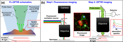 生物组织红外成像的全新手段——荧光引导光学光热红外显微光谱