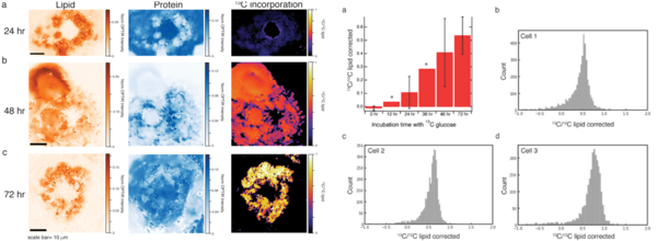 耶鲁大学新进展！探索活细胞脂肪代谢过程：光学红外显微成像技术揭开DNL的奥秘
