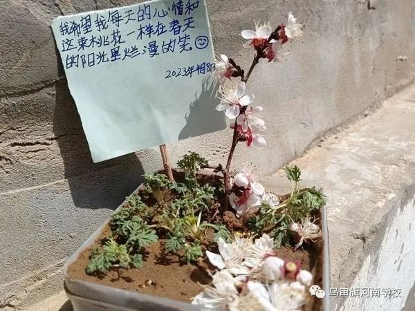 雙減 | 鄂爾多斯市特色作業歡樂多