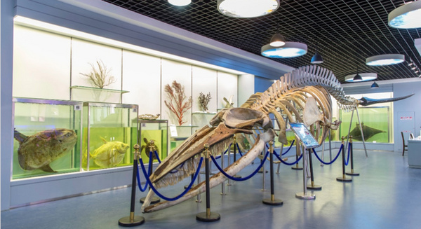 浙江海洋大学海洋生物博物馆荣获2021-2025年全国科普教育基地称号