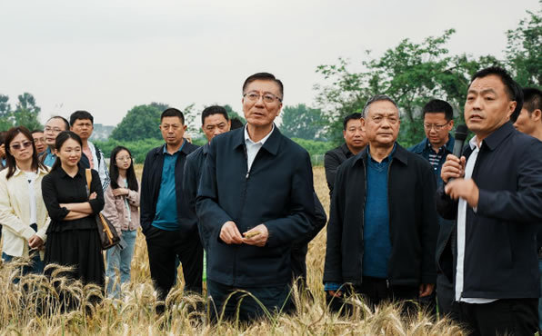 中國農業大學校長孫其信院士一行來四川農業大學參加耐早播小麥育種進展觀摩會