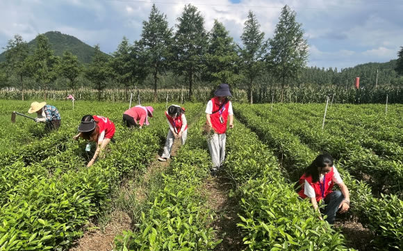 黄冈师范学院“三下乡”：“调研+直播”模式为乡村振兴赋能