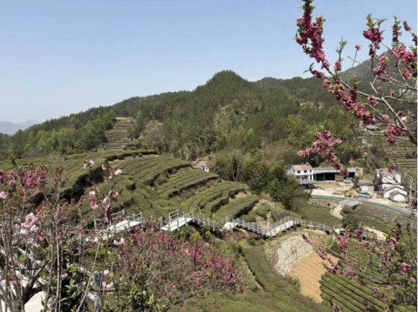 黄冈师范学院：非遗寻迹团队实地调研团黄贡茶在数字时代下的发展走向