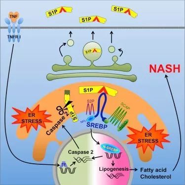 caspase-2 酶抑制劑有望治療非酒精性脂肪肝 | MedChemExpress