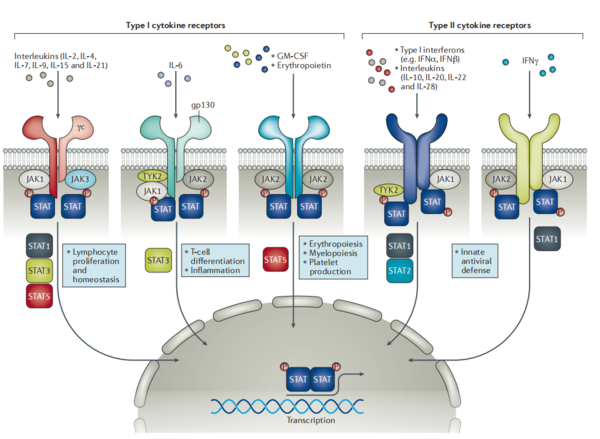 JAK-STAT 通路与炎症和自身免疫性疾病 | MedChemExpress