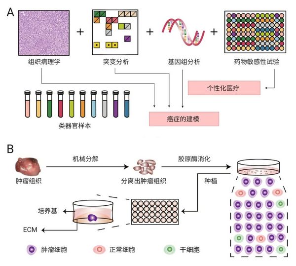 凭什么说肿瘤类器官是“试药替身”？- MedChemExpress