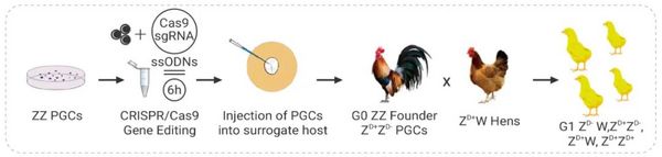 模式生物，鸡--不止于大餐，还可用于基因编辑！- MedChemExpress