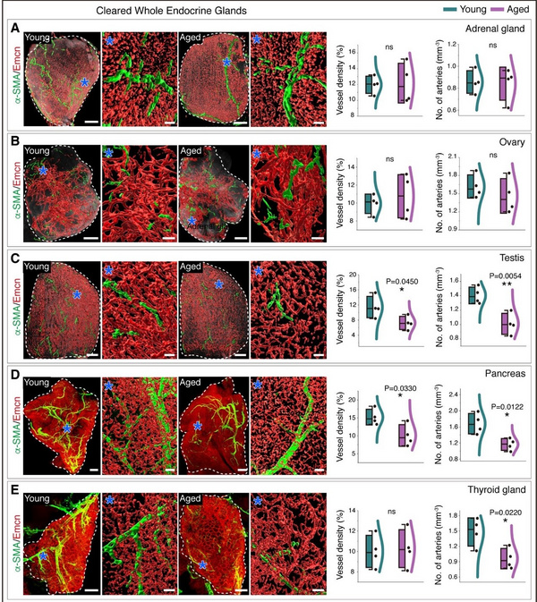 近进展：内分泌系统老化过程中血管密度和内皮细胞亚群的动态变化
