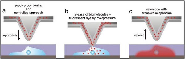 “力”所能及——多功能單細胞顯微操作系統FluidFM BOT在單細胞力學實驗中的創新應用