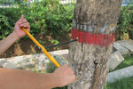 树木生长锥的使用方法及其保养