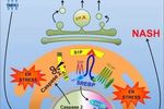 caspase-2 酶抑制劑有望治療非酒精性脂肪肝 | MedChemExpress