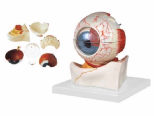 眼球构造放大模型