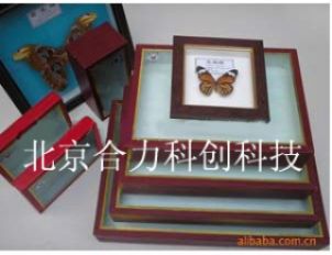 昆虫标本盒