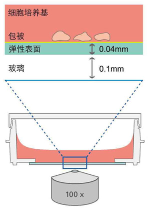 μ-Dish 35 mm, high ESS 彈性支撐表面-81291 81391 81191 81199
