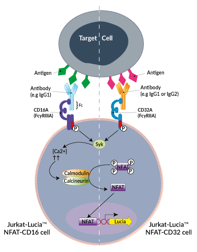 Invivogen Jurkat-Lucia? NFAT-CD16 Cells jktl-nfat-cd16